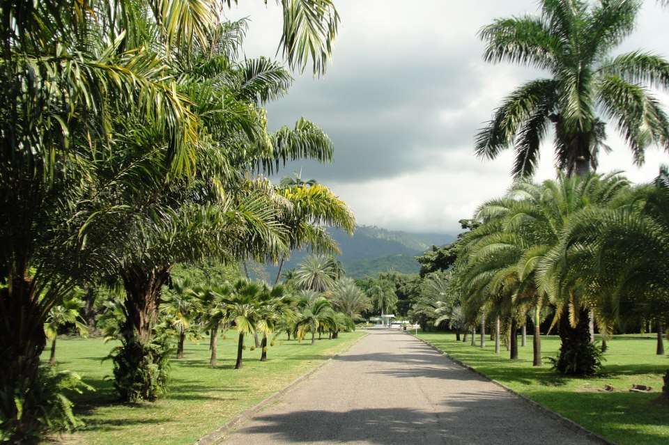 The beautiful and picturesque Palm Drive at Hope Gardens.
